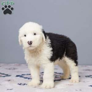 Dallas, Old English Sheepdog Puppy